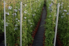 Plumbago 